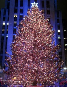 Climbing Tree #2