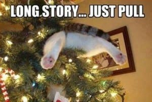 cat-in-tree