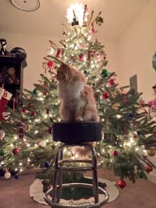 @furrrrguson tree