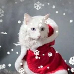 @BooTheDeafKitty